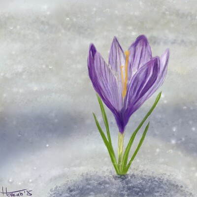 Krokus im Schnee7