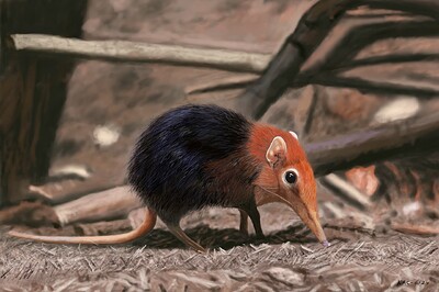 Rufous Elephant Shrew17