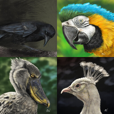 instagram-story-birds