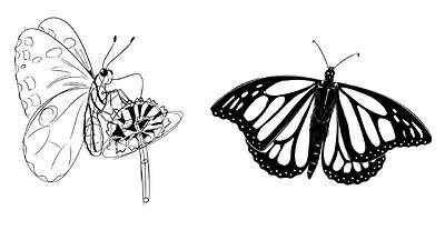 2026-01-05-butterflies