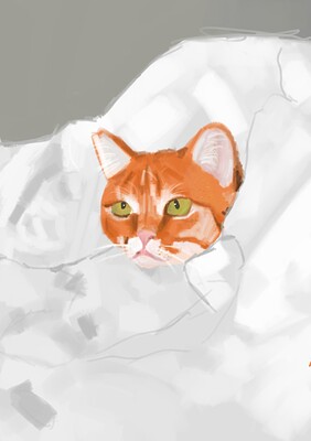 cat caty cat1