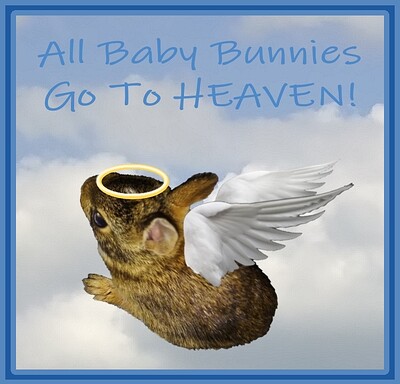 Baby Bunny In The Clouds-1(1)