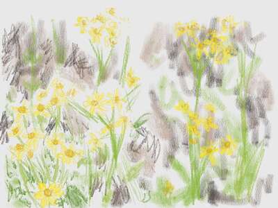 golden-groundsel