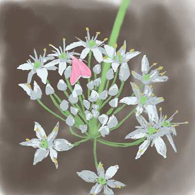 chives-pinkmoth-4896