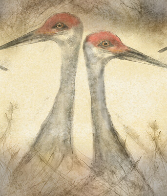 cranes33g