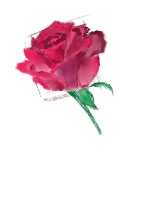 rose---27.04.2024
