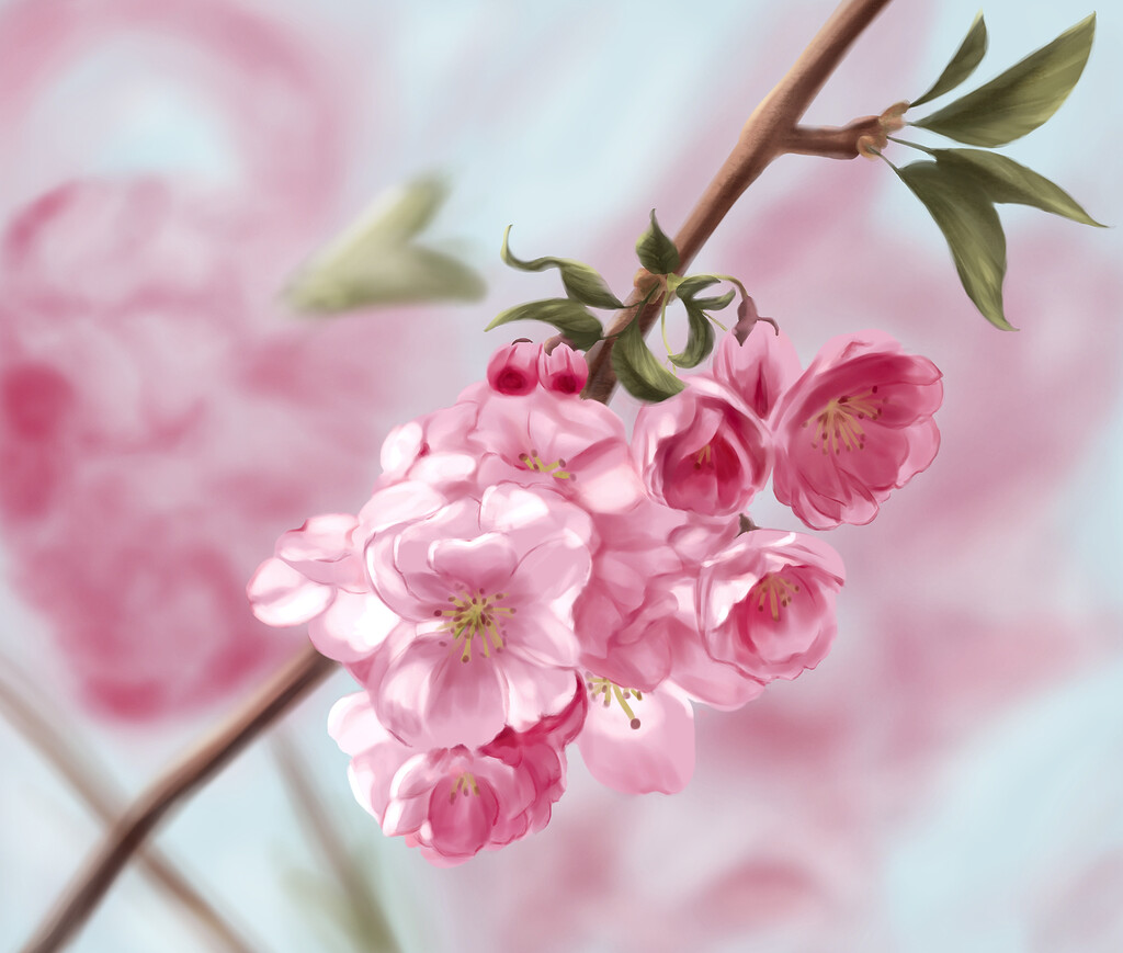 Cherry Blossoms