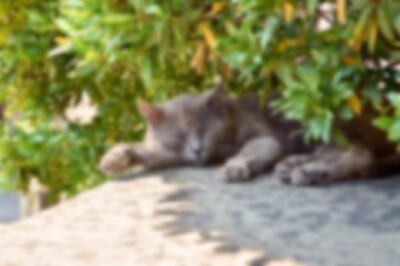 fluffy-gray-cat-sleeps-tree-summer-day_438905-415