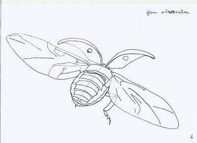flying-ladybug