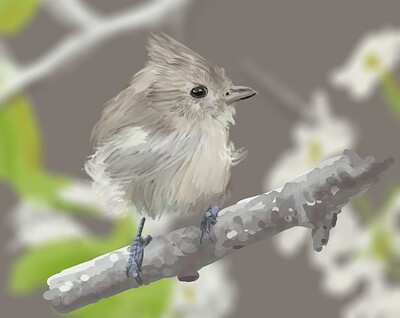 Titmouse