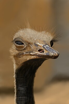 Ostrich11