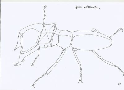 stag-beetle