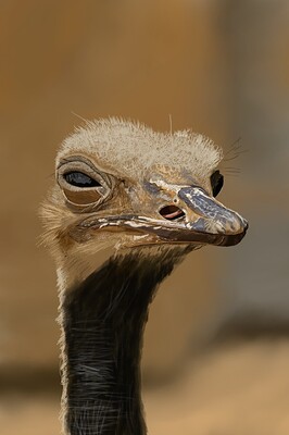 Ostrich10