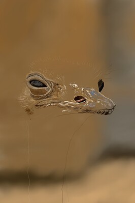Ostrich05