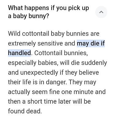 Baby Bunnies Do Die-1