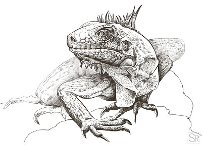 Iguana_watermark