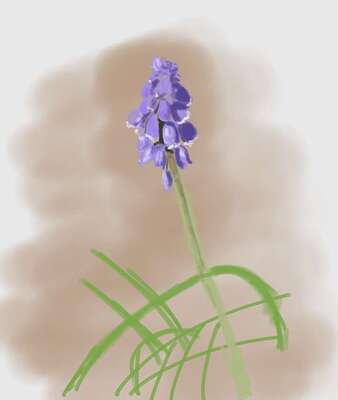 grapehyacinth-8762