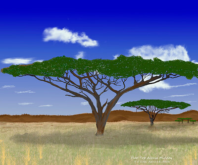 Flat_Top_Acacia__V2_Midday_04142026_0406