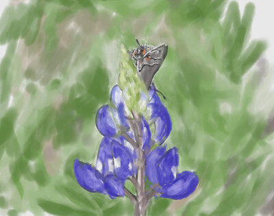 bluebonnet-hairstreak