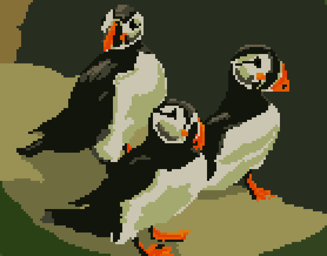 puffin8