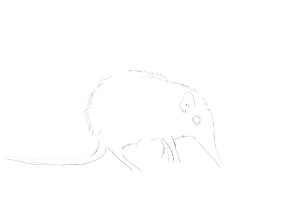 Rufous Elephant Shrew-animation