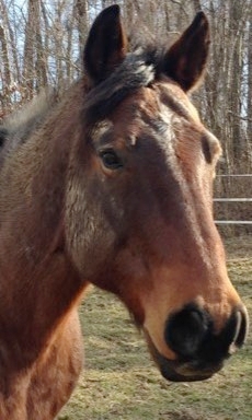 Judy Dressler Cowboy