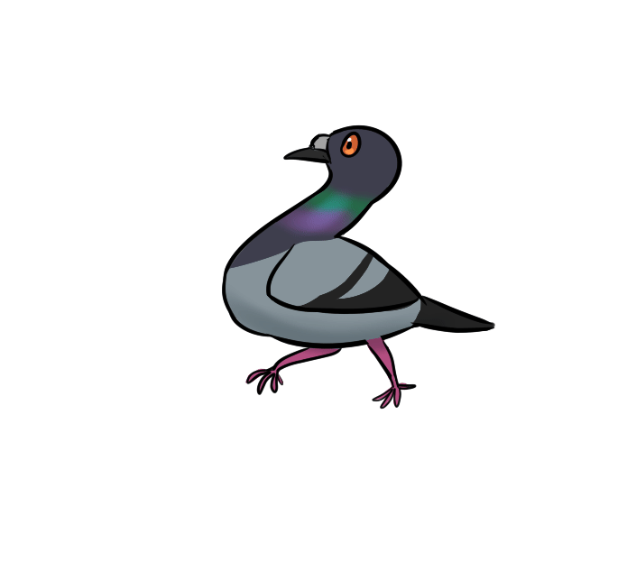 walking pigeon