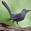 CrazyCatBird