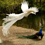 Fae_ruhi