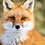 KingFoxy
