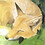 kitsune_ringo