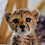 Pluffer_Fish