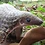 readingchameleon