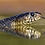 Reptile_lover3